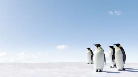 Penguins on Ice