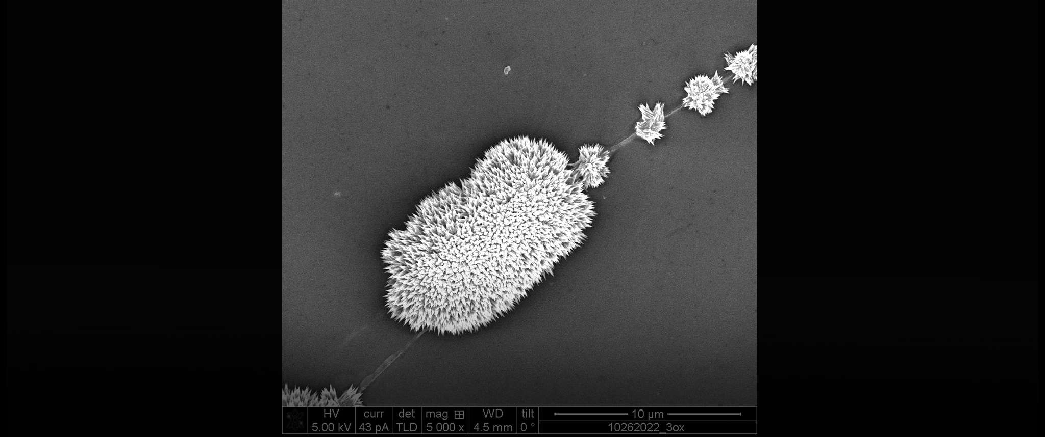 Tellurium Tribble with Tribblets: Tellurium by-product from a simple silver surface reaction found to crystallize into unique spiky structures that are surprisingly mobile along surface defect lines such as cracks. Aerospace scientists investigate such unusual chemical behavior to evaluate its impact on spacecraft performance and to develop mitigation methods if necessary.